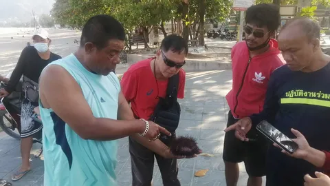 เม่นทะเลเกยตื้นที่หาดป่าตองรอบที่ 3 ชาวบ้านจับไปกินเนื้อสดๆ บอกรสชาติดี