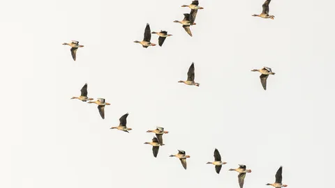 หนึ่งบวกหนึ่งมากกว่าสอง