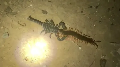 ศึกโรมรันตะขาบฟัดสกอร์เปี้ยน ก่อนพี่มากขาฝังเขี้ยวทะลุเกราะฆ่าแมงป่อง (คลิป)