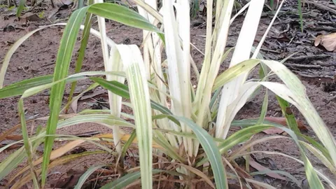 ปลูกอ้อย ให้ระวังโรคใบขาว