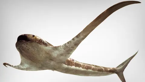 ฉลามโบราณ ทรงแปลกมีครีบคล้ายปีกยาว