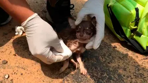 มนุษย์ใจร้าย ห่อ "ลูกสุนัขชิวาวา" 2 ตัว โยนทิ้งถังขยะ 