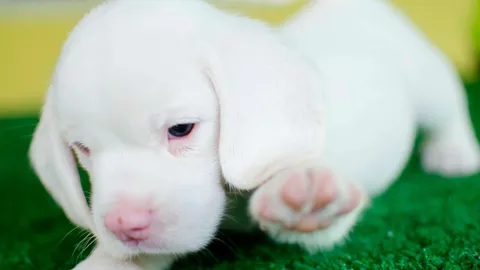 ต้อนรับวันลูกสุนัขโลก พบลูกหมาบีเกิลเผือกลูกตาดำ ตัวแรกในไทยที่นครนายก (คลิป)