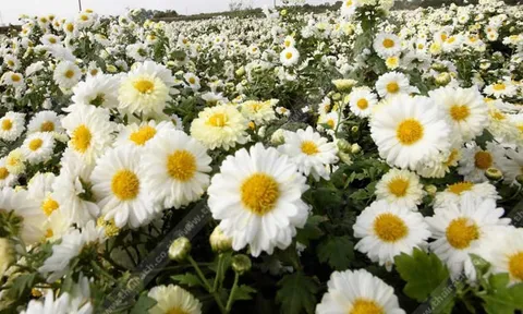 เก๊กฮวยขาว+ชาขาว... ต้านโรคร้ายสารพัด