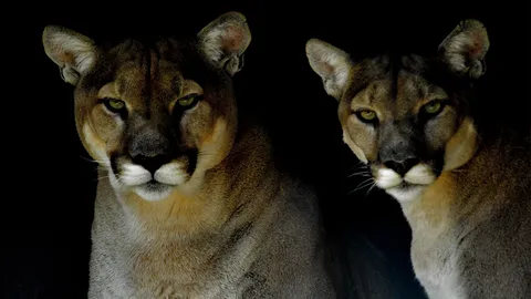 ผู้มาเยือนยามวิกาล