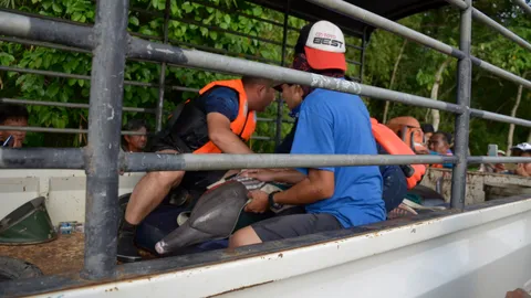 จนท.ช่วยโลมาปากขวดหลงมาในแม่น้ำเขาสมิง พาขึ้นรถปล่อยคืนสู่ทะเลตราดแล้ว