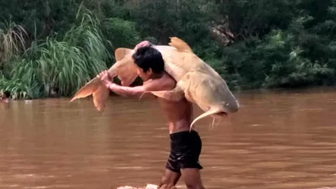 สลด ปลายักษ์แม่น้ำเมยตายหมู่ คาดฝนชะยาฆ่าแมลงจากไร่ข้าวโพด (คลิป)