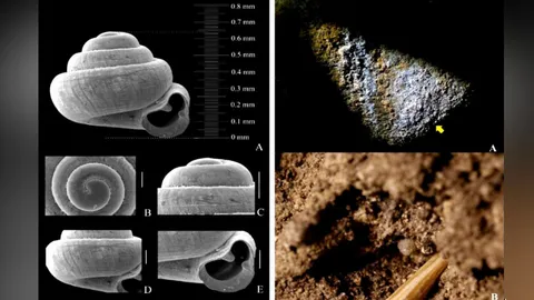 เล็กสุดในโลก