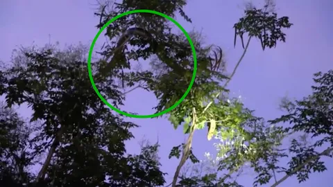 ผวา จงอางเกือบ 4 เมตร เลื้อยขึ้นยอดไม้ แจ้งกู้ภัยช่วยจับนานกว่าชั่วโมง (คลิป)