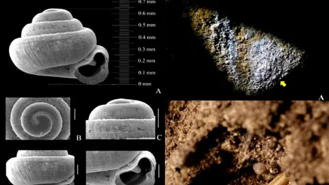 ค้นพบ "หอยทากจิ๋ว" เล็กที่สุดในโลก ในถ้ำที่เขาหินปูน จ.สระแก้ว