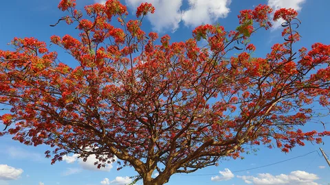 ปลูก “ยูงทอง” ไว้เคียง “โดม”..วันที่ “ชาวธรรมศาสตร์” ไม่เคยลืม