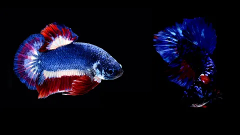 “ปลากัด” ปลาสวยงามพันล้าน เคล็ดลับผสมพันธุ์ “กาแล็คซี่” สีใหม่กำลังมา