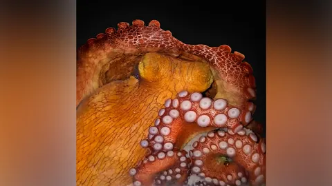 การศึกษาหมึกยักษ์ชี้วิวัฒนาการของการนอนหลับของปลาหมึก