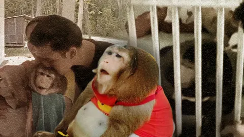 อย่าได้พราก ลิงอ้วน "ก็อดซิลลา" จากอกเจ้าของ เลี้ยงดูมาแต่เล็ก ปล่อยอยู่โลกภายนอกไม่ง่าย