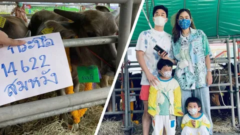 ชมพู่-น็อต พา น้องสายฟ้า-น้องพายุ ทำบุญไถ่ชีวิตโคกระบือ คนโฟกัสเลขมงคล