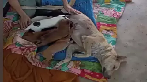 สุดเวทนา แม่หมาถูกยิงสาหัส ยังนอนให้นมลูก (คลิป)