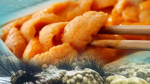 กระแส "อูนิ" ฟีเวอร์ คนหัวใสทำทัวร์จับ "เม่นทะเล" หวั่นกระทบแนวปะการัง