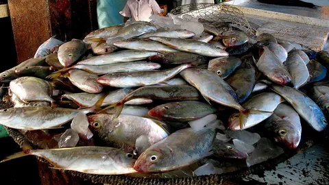 คิดค้นการทำพลาสติก ให้เป็นมิตรกับสิ่งแวดล้อมจากเศษปลา