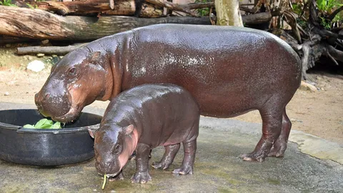 ได้ชื่อแล้ว