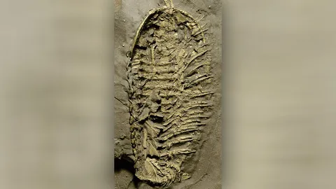 สัตว์ทะเลอายุ 450 ล้านปี มีขาใช้ในการหายใจ