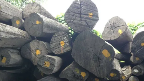 ตำรวจป่าไม้ชี้ชัดเจ้าของไม้พะยูงมูลค่า 160 ล้าน สุดอลเวง-ยังไม่ได้ของกลางคืน