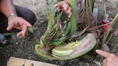 หญิงกำแพงเพชรพบต้นมะพร้าวแปลกคล้าย "พญานาค" เพื่อนบ้านรู้ข่าวแห่ขอโชค (คลิป)