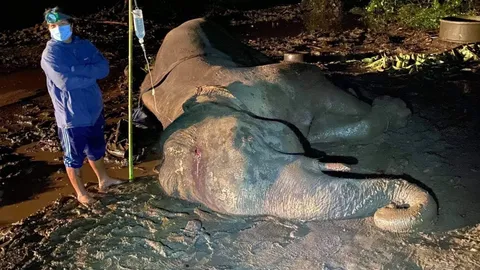 ยื้อไม่ไหว ช้างพลายโจ๊ะ วัย 50 ปี ตายเป็นเชือกที่ 3 สังเวยพายุฤดูร้อน