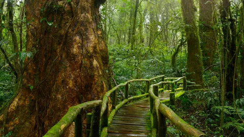 นับถอยหลังสิ่งแวดล้อมโลกเหลือเพียง 3% 