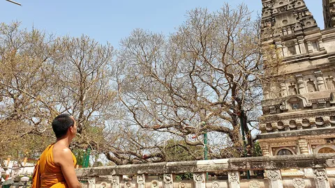 ต้นพระศรีมหาโพธิ์ผลิใบใหม่ ท่ามกลาง “โควิด-19” ระบาด