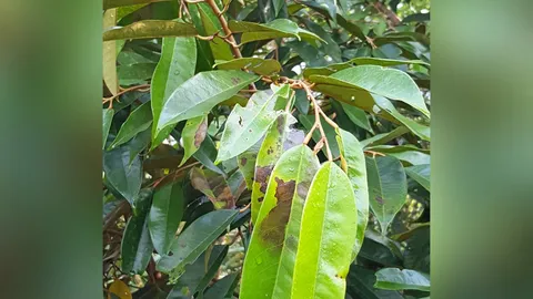 ทุเรียนระวังโรคใบไหม้