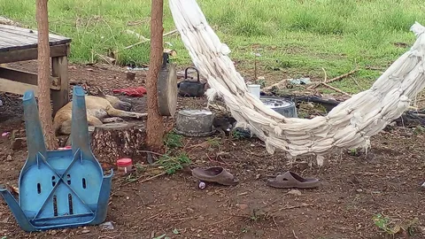 ฟ้าผ่าหนูน้อย กับหมา 3 ตัว ขณะนั่งเล่นใต้ต้นไม้ เปรี้ยงเดียวดับสลด