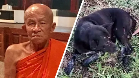 สลด หลวงตา ห่วงไอ้จ๊อด หมาแสนรัก วิ่งไปอุ้มกลางถนน ถูกรถชนมรณภาพ