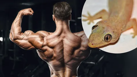 ทำไมต้องซื้อขายจิ้งจก เปิดสรรพคุณเป็นยาดี บำรุงกำลัง ฟิตปั๋ง นกเขาขัน