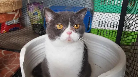 ป.ป.ส.ภาค 2 เตรียมเปิดประมูล 6 แมวเหมียวของกลาง "กุ๊ก ระยอง" วันพรุ่งนี้