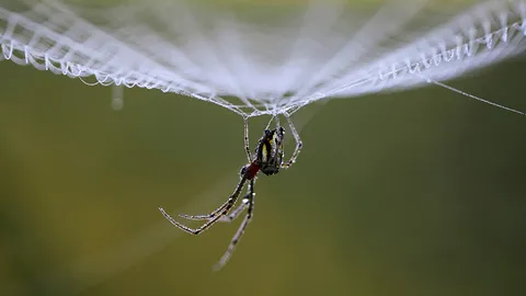 ผู้เชี่ยวชาญเผย แมงมุมชักใยอาจใช้เป็นวิธีในการสื่อสาร