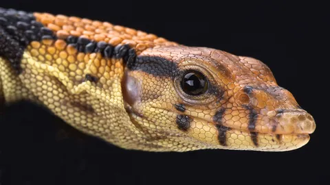 ตุ๊ดเอ๋ย ตุ๊ดตู่