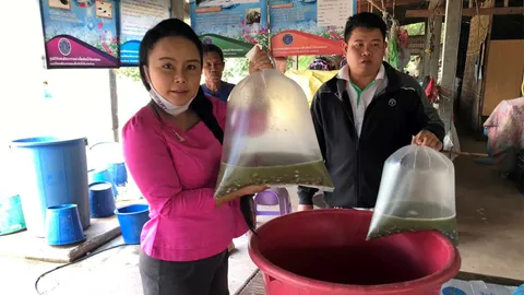 ลูกอ๊อดแปลงใหญ่บ้านหนองแต้ เมกมันนี่ปีละกว่า 14 ล้านบาท