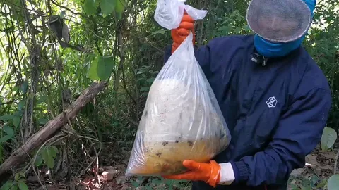 เผยชีวิตพรานล่าน้ำผึ้งหลวง เผยเคล็ดลับเก็บน้ำผึ้งจากป่า ทำรายได้หลักแสน