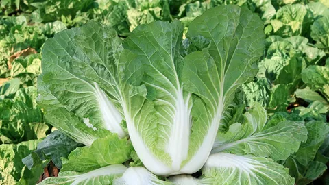 ปลูกผักกาดขาวปลี ช่องทางทำเงินรับโควิด