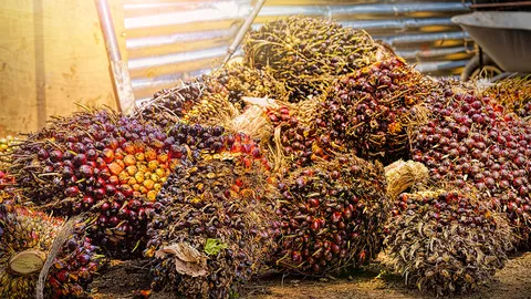 รัฐลุยพัฒนาอุตสาหกรรมโอเลโอเคมิคัล ต่อยอดสร้างเพิ่มมูลค่าสินค้าปาล์มน้ำมัน