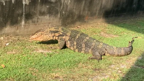 นึกว่าจระเข้ เห้ยักษ์ น้ำหนักร่วม 100 กก. บุกบ้านวันหวยออก  (คลิป)