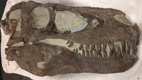 วิจัยพบ ไดโนเสาร์ไทแรนโนซอรัส อาจเป็นสัตว์สังคมและอยู่รวมกันเป็นชุมชน