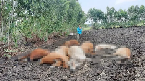 ฟ้าผ่าเปรี้ยง ตายเกลื่อนทุ่ง วัวยกฝูงสังเวย 11 เจ้าของเห็นภาพสุดเศร้า 