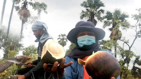 ลอนตาลสด ผลผลิตจากท้องทุ่ง ผัวปีนเมียเฉาะ ขายฤดูละครึ่งแสน