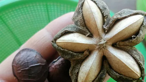 วิสาหกิจชุมชน..ไร่อัญชิสา ฝ่าวิกฤติ..ถั่วดาวอินคา