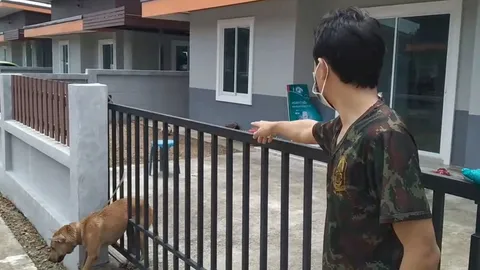 หมาไทยมันห้าวโดดข้ามกำแพงฟัดพิตบูล ขากลับดันตัวติดรั้วพี่กู้ภัยต้องช่วย