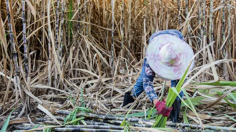 ไวรัสมรณะทำคนยอมเตะฝุ่น ชี้คนสมัครเข้าร่วมโครงการจ้างงานเกษตรกรน้อยกว่าปีก่อน