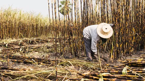 ครม.อนุมัติเติมเงินช่วยเหลือเกษตรกรชาวไร่อ้อย-ข้าวโพด