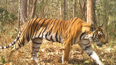 พบเสือโคร่งล่ากวาง ยันความสมบูรณ์ป่าแม่วงก์ ยันระบบนิเวศดีเยี่ยม (คลิป)