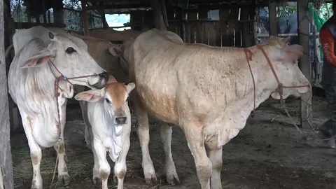 ปศุสัตว์ อ.ห้างฉัตร ประกาศโรคระบาดชั่วคราวหลังวัวป่วยเป็นโรคลัมปี สกิน